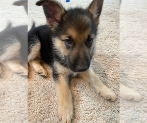 Alaskan Malamute-German Shepherd Dog Mix Puppy for sale in WINCHESTER, OR, USA