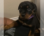 Small Photo #10 Rottweiler Puppy For Sale in BUDA, TX, USA