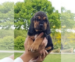 Bloodhound Puppy for sale in ALPHARETTA, GA, USA