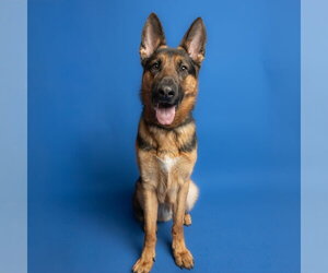German Shepherd Dog Dogs for adoption in Rowlett, TX, USA