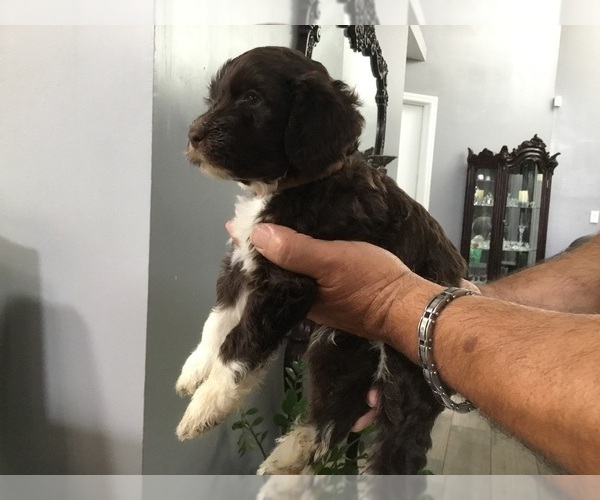 Medium Photo #3 Portuguese Water Dog Puppy For Sale in ORLANDO, FL, USA