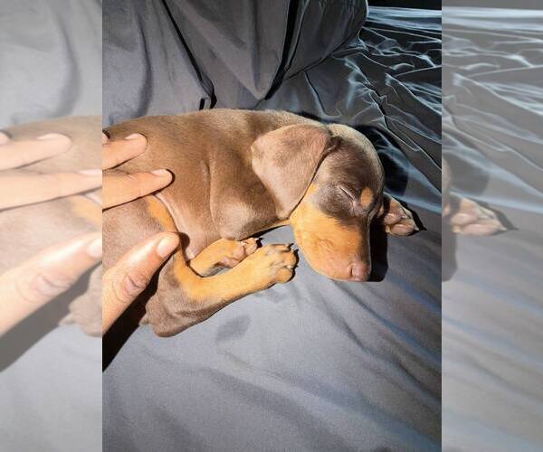 Medium Photo #4 Doberman Pinscher Puppy For Sale in SPRING, TX, USA