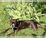 Small #13 Mutt