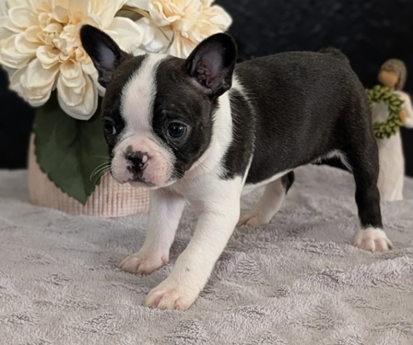 Medium Photo #53 Boston Terrier Puppy For Sale in GOSHEN, IN, USA