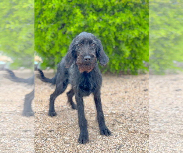 Medium Photo #1 German Wirehaired Pointer-Unknown Mix Puppy For Sale in PIPE CREEK, TX, USA