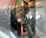 Small Photo #5 Labrador Retriever-Unknown Mix Puppy For Sale in San Diego, CA, USA