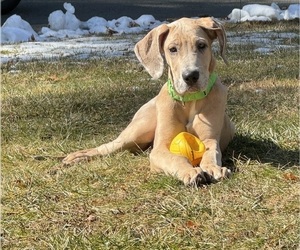 Great Dane Puppy for Sale in CARVER, Massachusetts USA