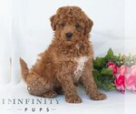 Small #4 Poochon