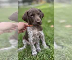 German Shorthaired Pointer Puppy for Sale in WORLAND, Wyoming USA