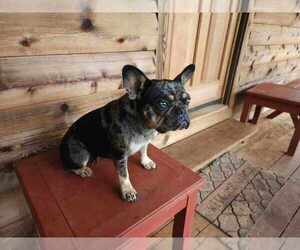 French Bulldog Puppy for Sale in RIDGEWAY, Virginia USA