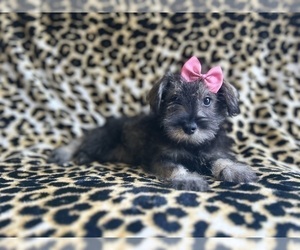 Schnauzer (Miniature) Puppy for sale in LAKELAND, FL, USA