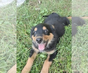 English Shepherd Puppy for sale in SCHUYLERVILLE, NY, USA