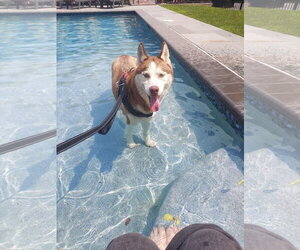 Siberian Husky Dogs for adoption in Lancaster, PA, USA