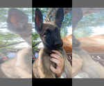Small #2 Dutch Shepherd Dog-German Shepherd Dog Mix