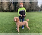 Small Photo #1 Poodle (Standard) Puppy For Sale in WILSONVILLE, OR, USA