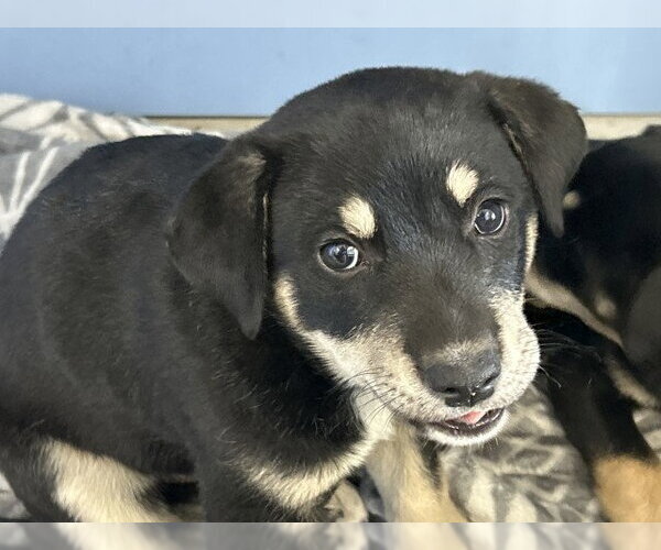 Medium Photo #1 Doberman Pinscher-Unknown Mix Puppy For Sale in San Bernardino, CA, USA