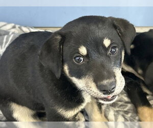 Doberman Pinscher-Unknown Mix Dogs for adoption in San Bernardino, CA, USA