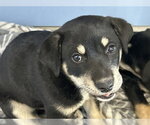 Small Doberman Pinscher Mix