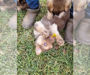 German Shepherd Dog Puppy for sale in SCOTTSVILLE, KY, USA