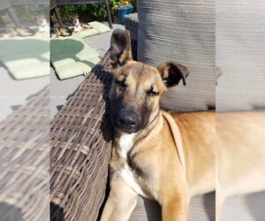 Dillion - Male Mutt Dog for Adoption - Photo #4