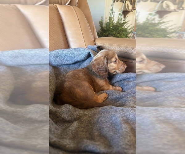 Medium Photo #3 Dachshund Puppy For Sale in CHECOTAH, OK, USA