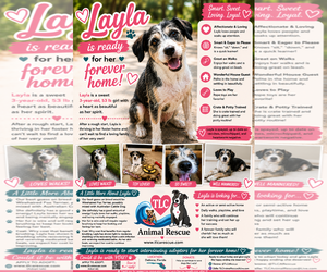 Mutt Dogs for adoption in Cape May, NJ, USA