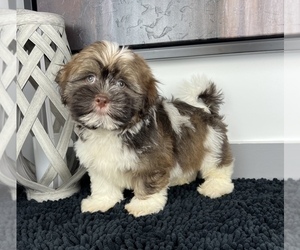 Shih Tzu Puppy for sale in FRANKLIN, IN, USA