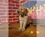 Puppy orange Golden Retriever
