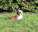 Small Photo #7 Mal-Shi-YorkiePoo Mix Puppy For Sale in ROCKVILLE, MD, USA