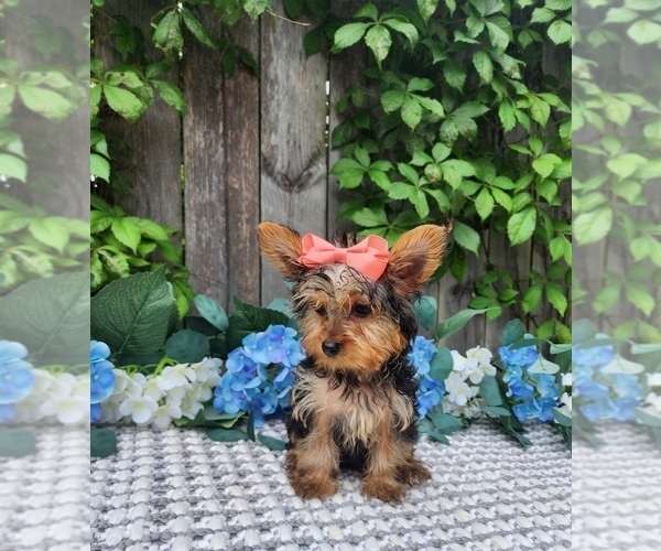 Medium Photo #5 Yorkshire Terrier Puppy For Sale in INDIANAPOLIS, IN, USA