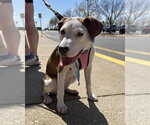 Small #2 Mutt