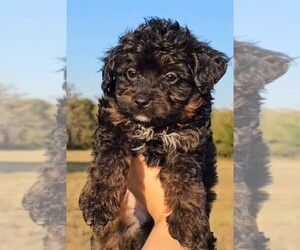 Aussiedoodle Miniature  Puppy for Sale in COLLEGE STA, Texas USA