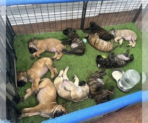 Mastiff Litter for sale in SODDY DAISY, TN, USA