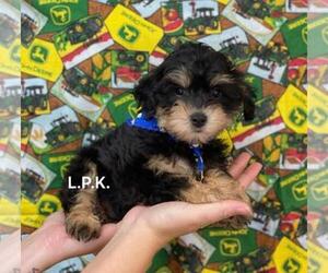 Schnoodle (Miniature) Puppy for sale in WINNSBORO, LA, USA