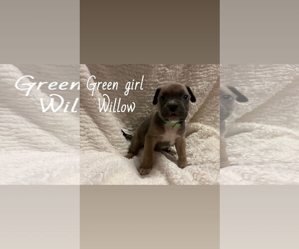 Medium Photo #3 Boxer-Unknown Mix Puppy For Sale in Holly Springs, NC, USA