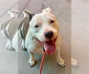 American Pit Bull Terrier-Unknown Mix Dogs for adoption in Sacramento, CA, USA