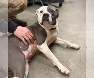 Mutt Dogs for adoption in Modesto, CA, USA