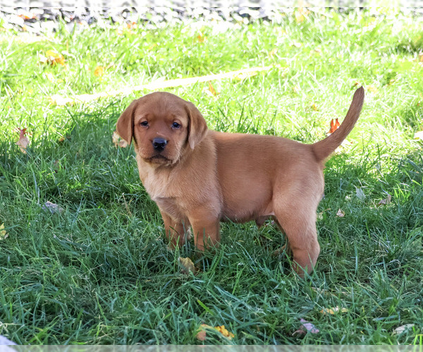 Medium Photo #3 Labrador Retriever Puppy For Sale in SYRACUSE, IN, USA