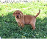 Ralph - Male Labrador Retriever Puppy for Sale - Photo #3