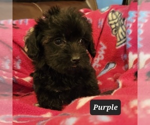 Poodle (Toy)-Yorkshire Terrier Mix Puppy for Sale in BERESFORD, South Dakota USA