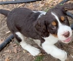 Small Photo #4 English Springer Spaniel Puppy For Sale in JAMES ISLAND, SC, USA