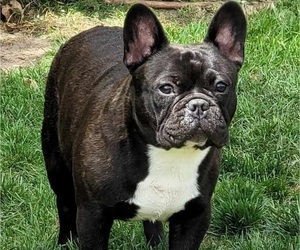 French Bulldog Puppy for sale in SPRINGFIELD, OR, USA