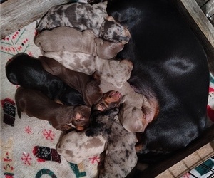 Dachshund Litter for sale in BON AQUA, TN, USA