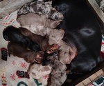 Small Dachshund