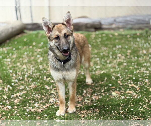 Medium Photo #1 German Shepherd Dog Puppy For Sale in San Diego, CA, USA