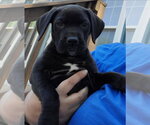 Small Boxer-Mastiff Mix