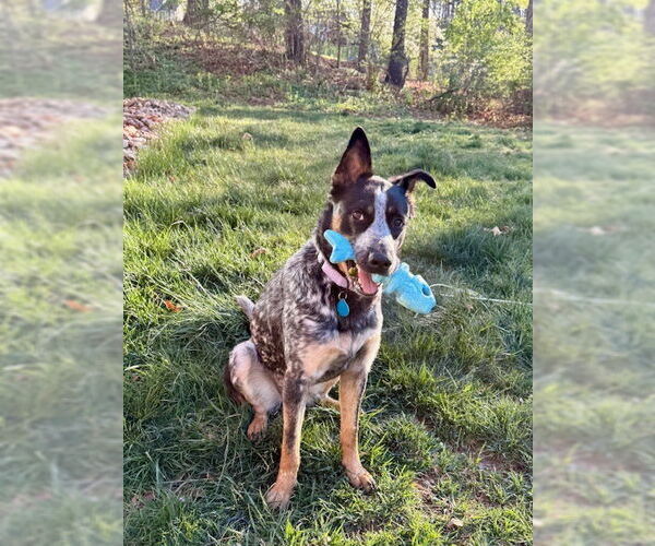 Medium Photo #1 German Shepherd Dog-Unknown Mix Puppy For Sale in Garden City, NY, USA