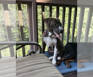Staffordshire Bull Terrier-Unknown Mix Dogs for adoption in Cary, NC, USA