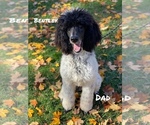 Small Photo #1 Poodle (Standard) Puppy For Sale in CHARLOTTE, NC, USA