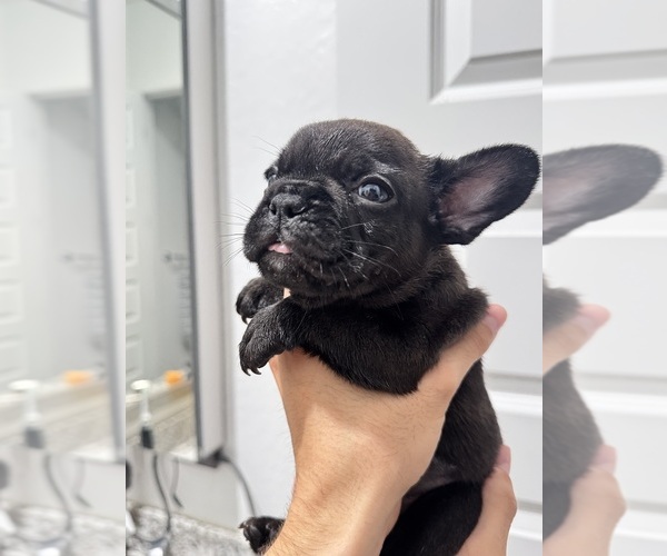 Medium Photo #6 French Bulldog Puppy For Sale in LAVEEN, AZ, USA